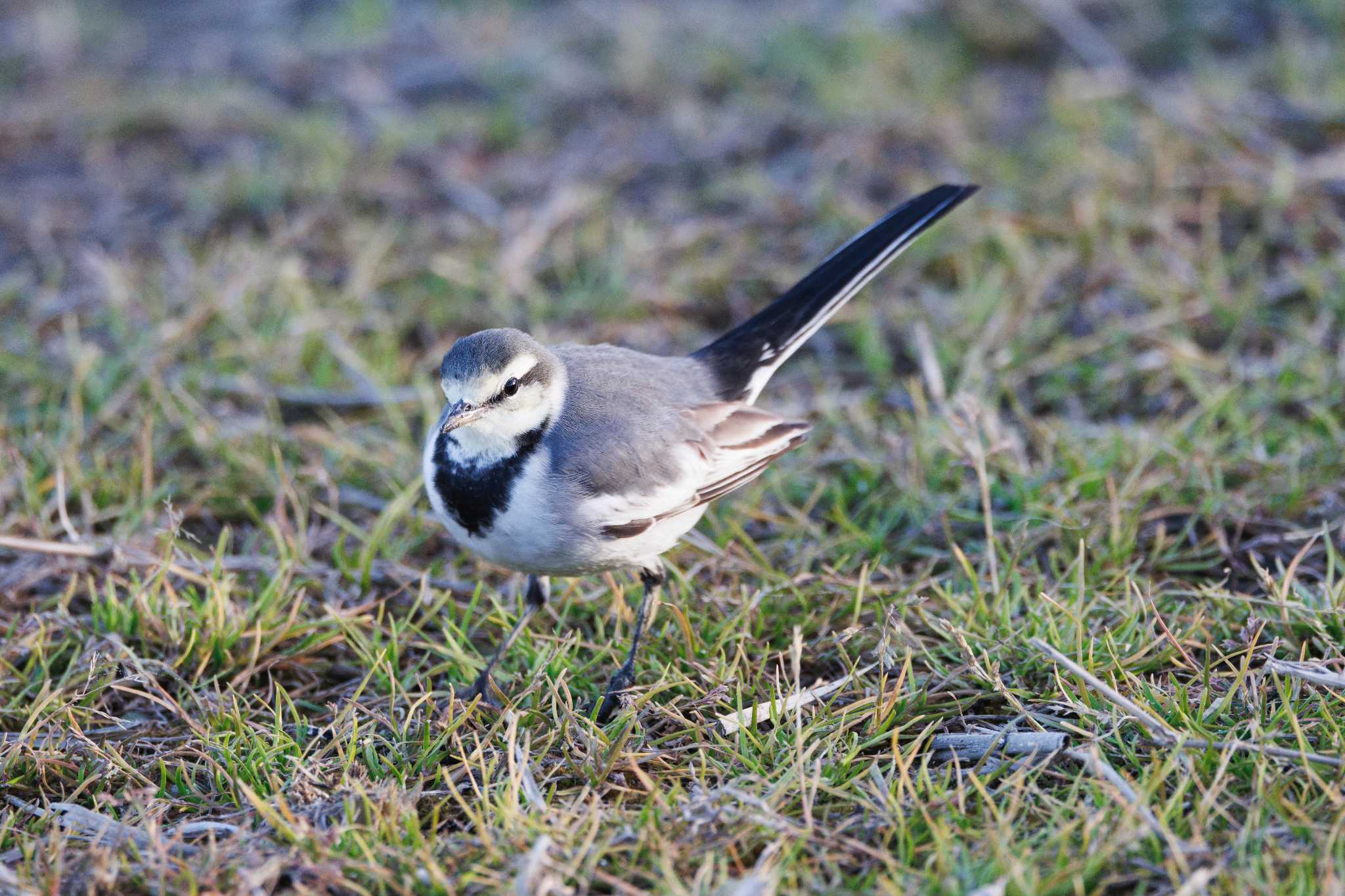 本埜村白鳥の郷 ハクセキレイの写真 by おさおさ