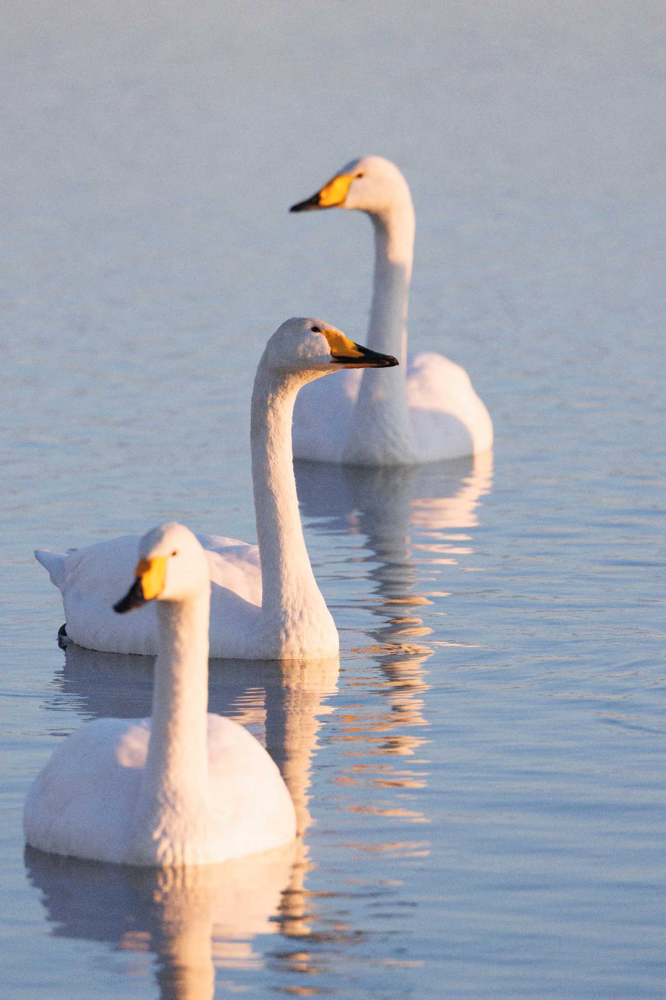 Photo of Whooper Swan at 本埜村白鳥の郷 by おさおさ
