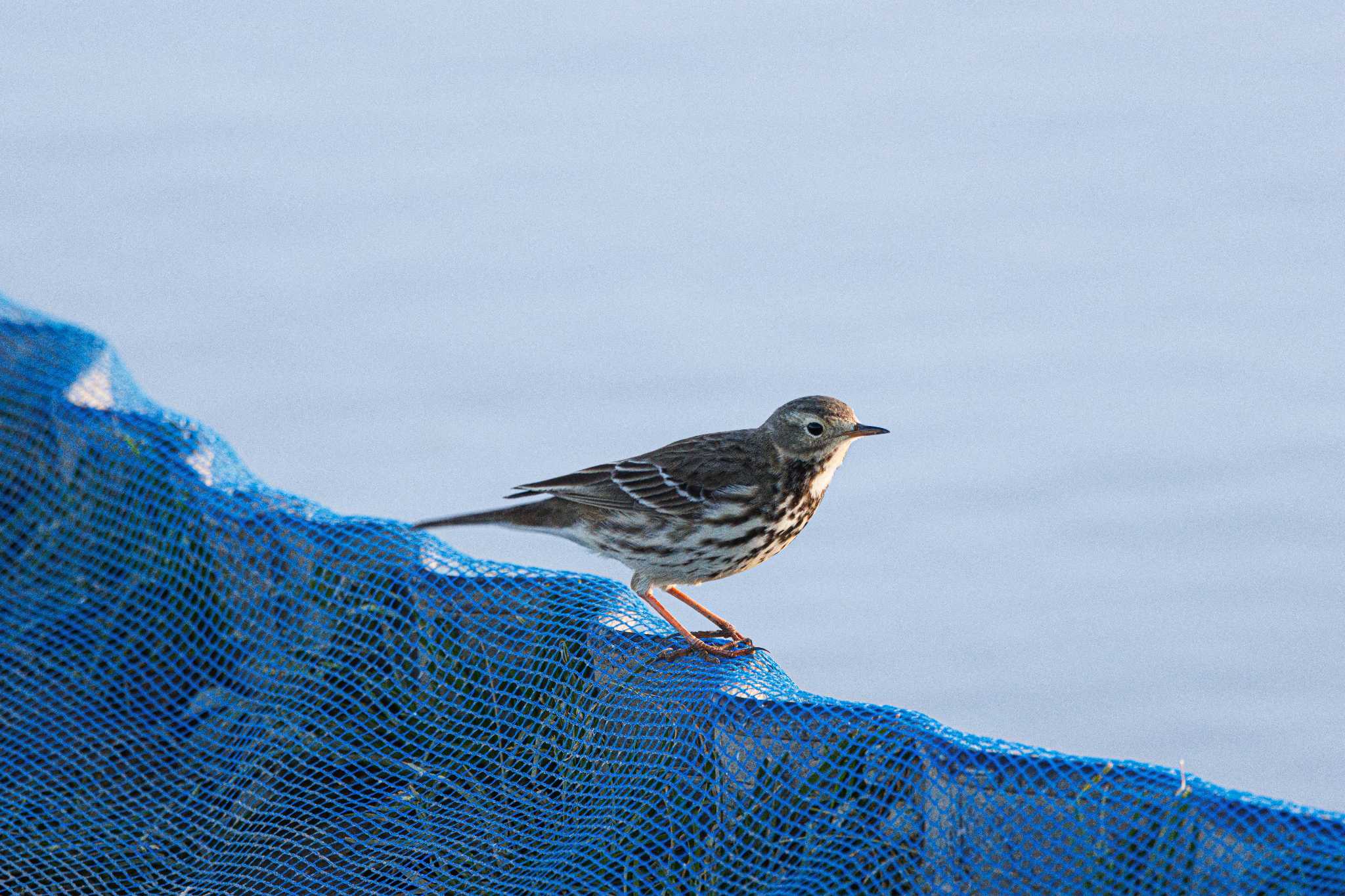 Photo of Water Pipit at 本埜村白鳥の郷 by おさおさ