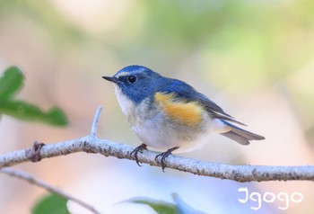 Red-flanked Bluetail 井頭公園 Fri, 12/29/2023