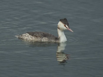 2024年1月3日(水) 相模原沈殿池の野鳥観察記録