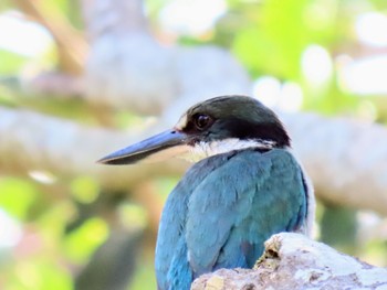 Torresian Kingfisher Wynnum Wetlands, QLD, Australia 2023年12月27日(水)