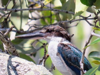 Torresian Kingfisher Wynnum Wetlands, QLD, Australia 2023年12月27日(水)