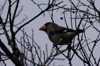 Japanese Grosbeak Osaka Tsurumi Ryokuchi Sun, 2/26/2023