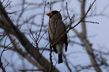 Japanese Grosbeak Osaka Tsurumi Ryokuchi Sun, 2/26/2023