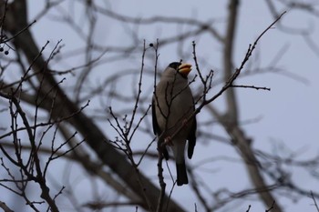 Japanese Grosbeak Osaka Tsurumi Ryokuchi Sun, 2/26/2023