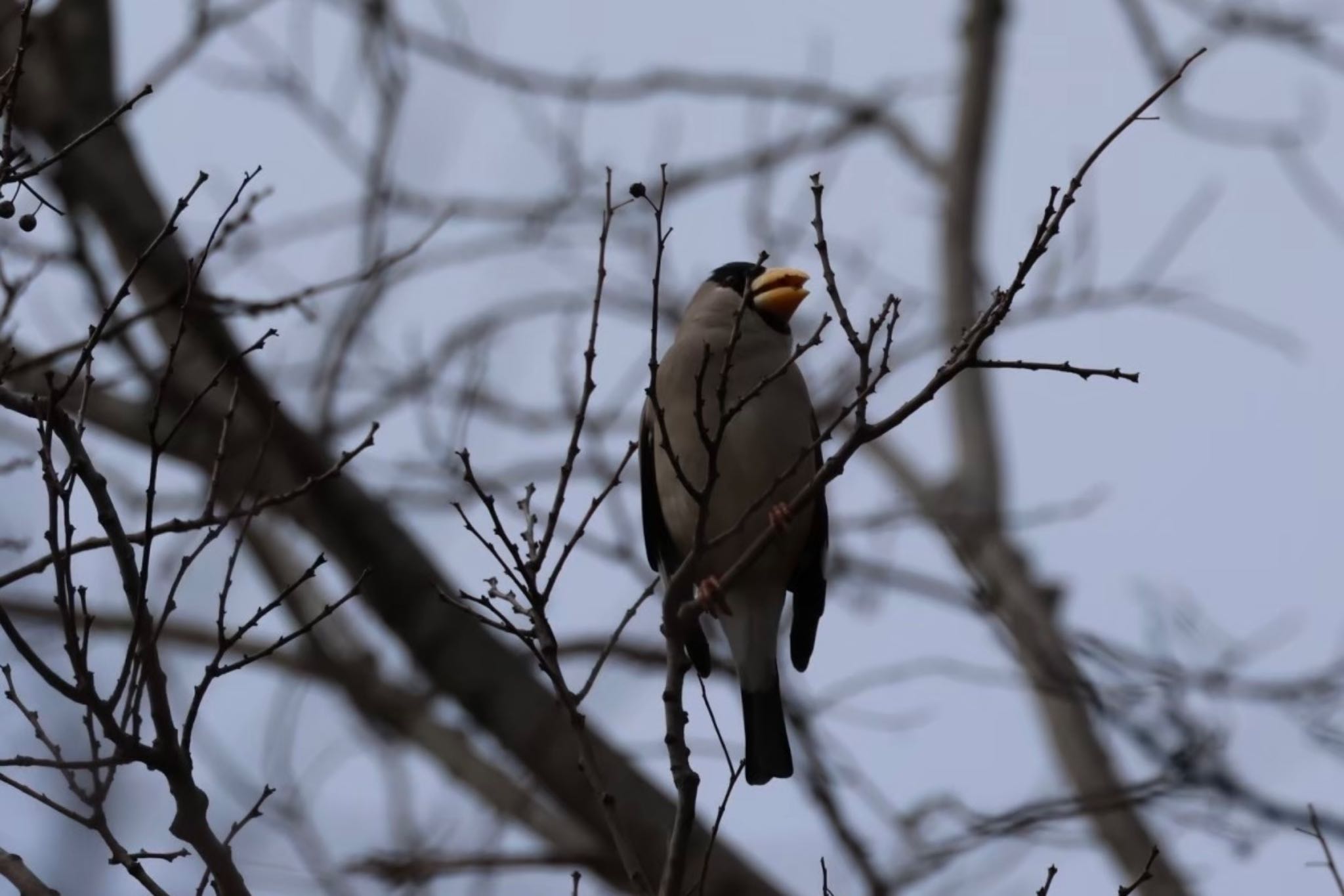 Photo of Japanese Grosbeak at Osaka Tsurumi Ryokuchi by もりお