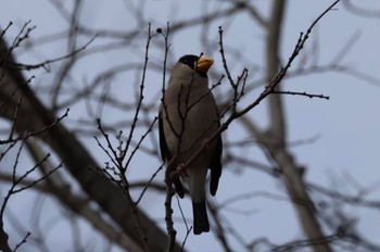 Japanese Grosbeak Osaka Tsurumi Ryokuchi Sun, 2/26/2023