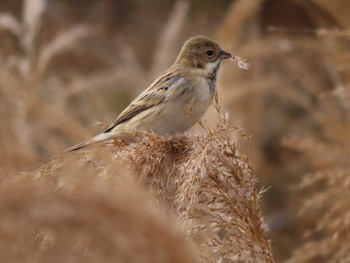 2024年1月3日(水) 多摩川の野鳥観察記録