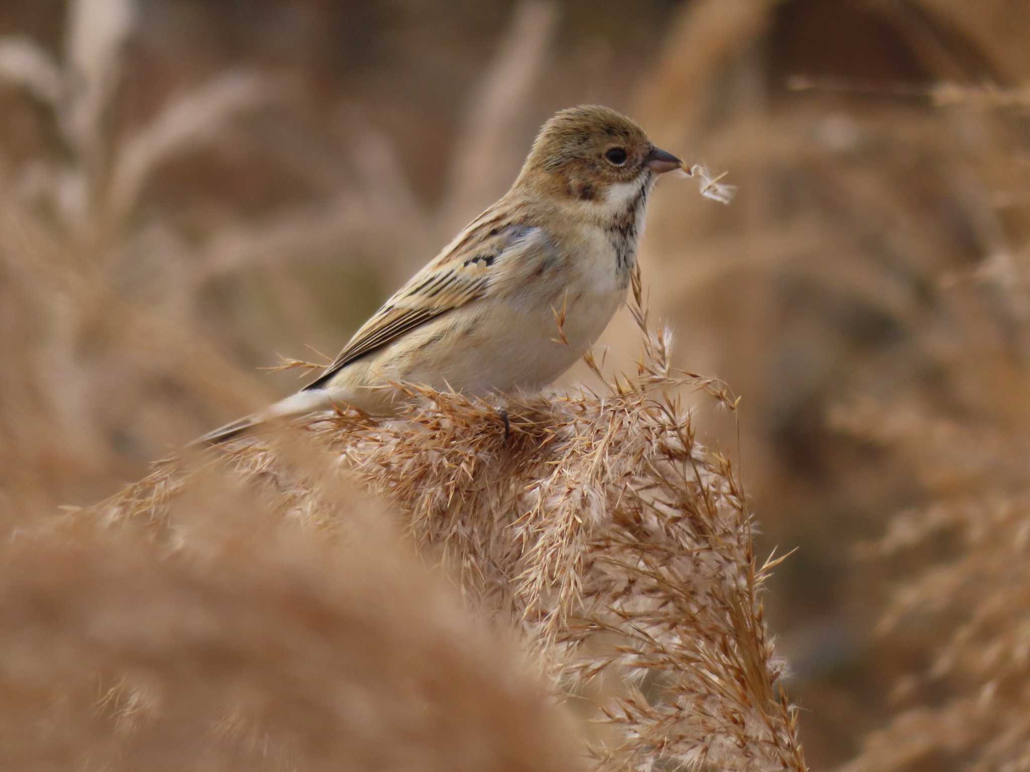 Photo of Pallas's Reed Bunting at 多摩川 by ツートン