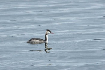 Great Crested Grebe 牛久沼水辺公園 Tue, 1/2/2024