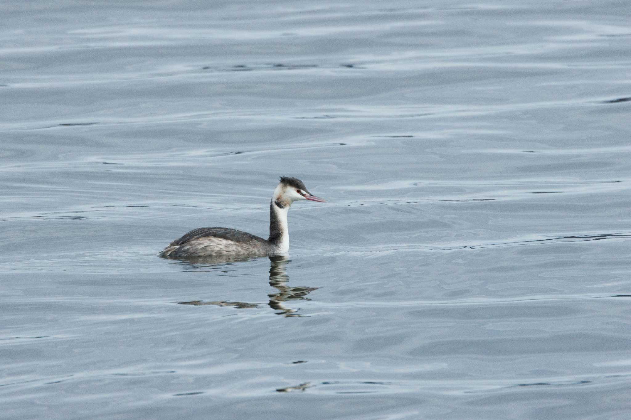 Great Crested Grebe