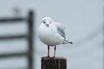 ユリカモメ 牛久沼水辺公園 2024年1月2日(火)