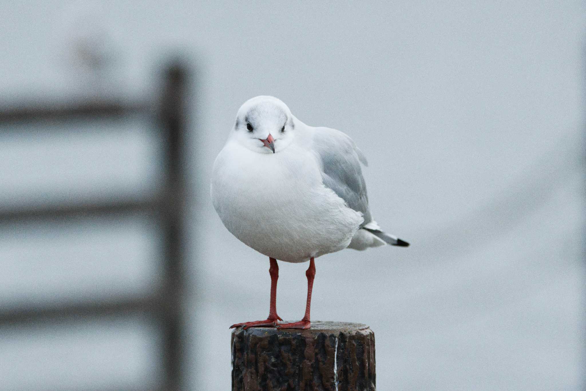 ユリカモメ