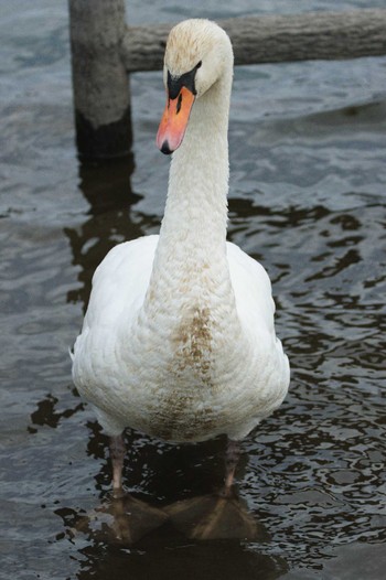 コブハクチョウ 牛久沼水辺公園 2024年1月2日(火)