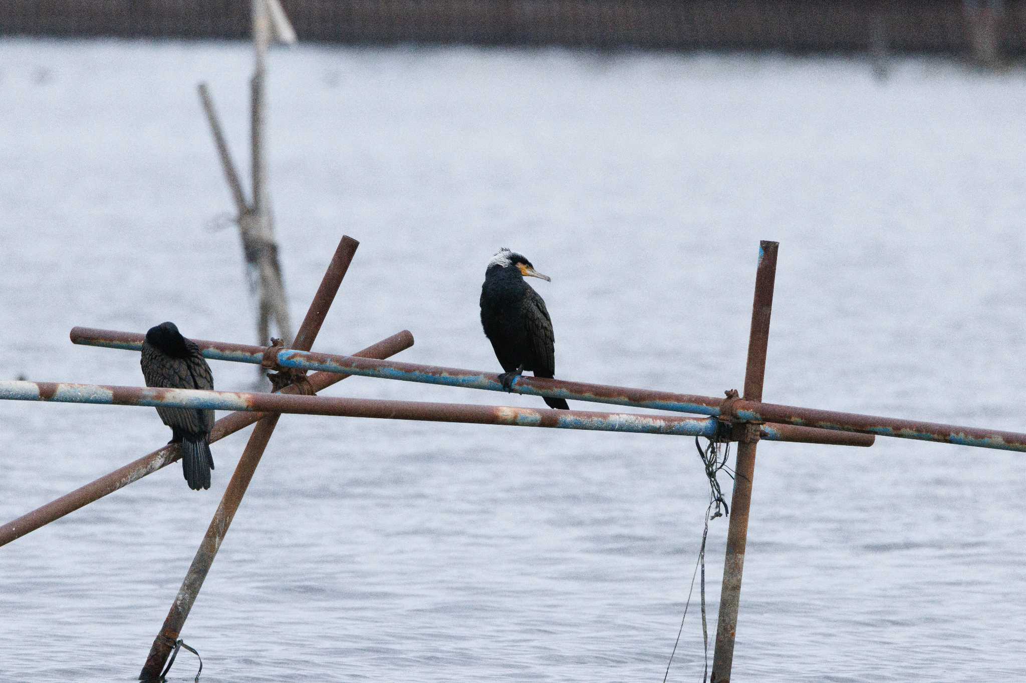 Great Cormorant