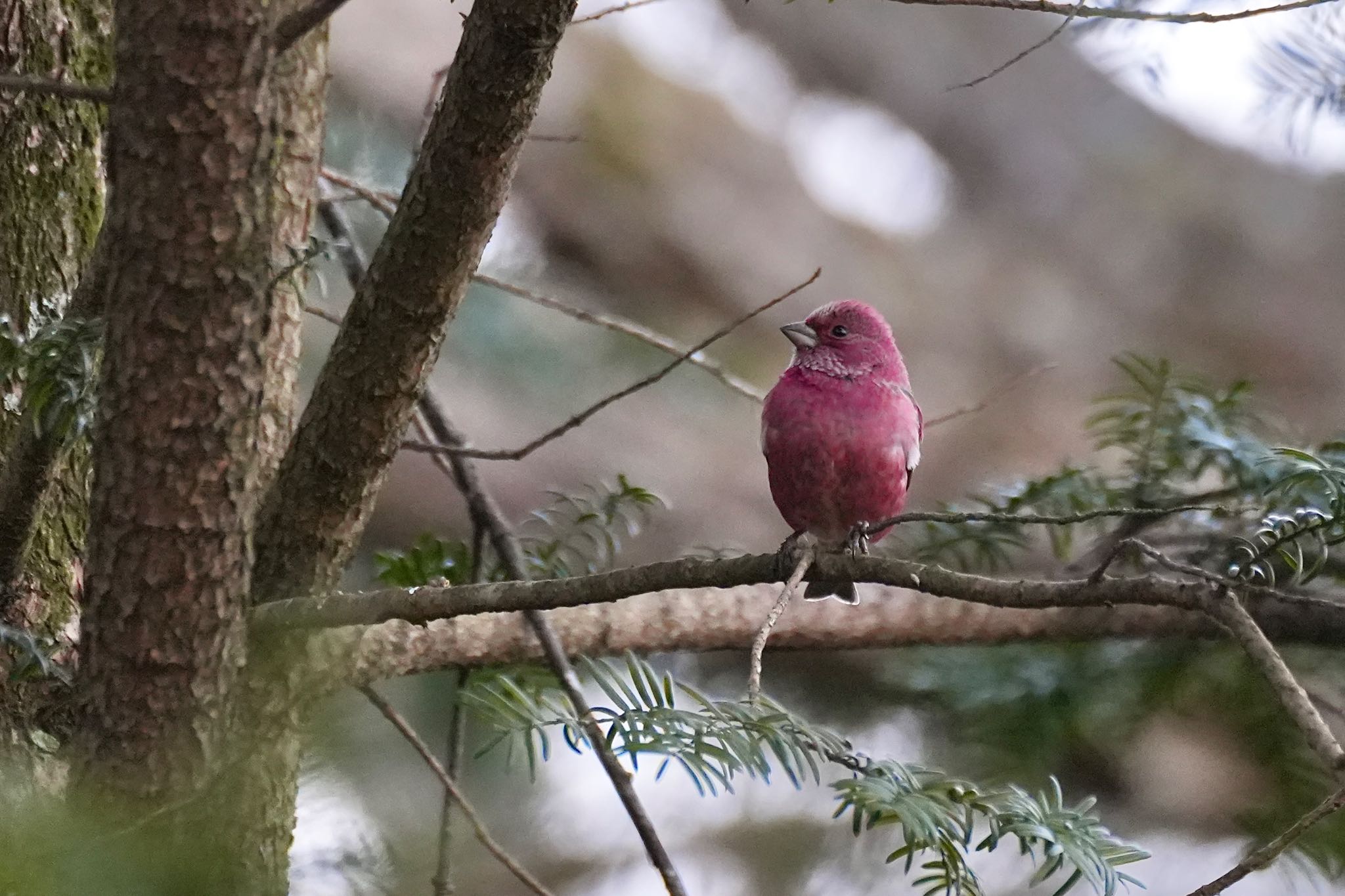 Pallas's Rosefinch