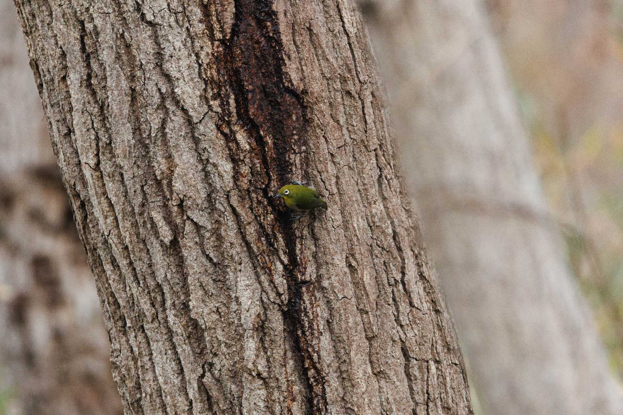 Photo of Warbling White-eye at 蛇沼公園 by おさおさ