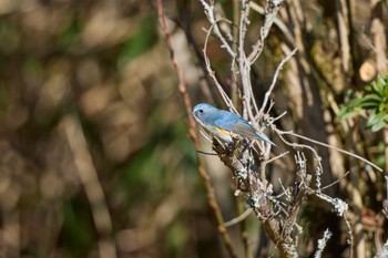 Red-flanked Bluetail 大阪府 Tue, 1/2/2024