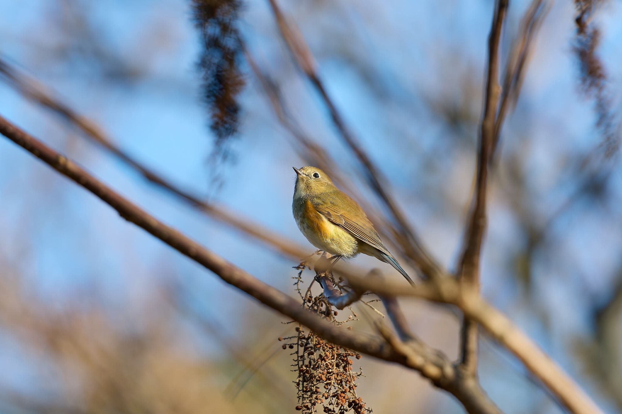 Photo of Red-flanked Bluetail at 大阪府 by 明石のおやじ