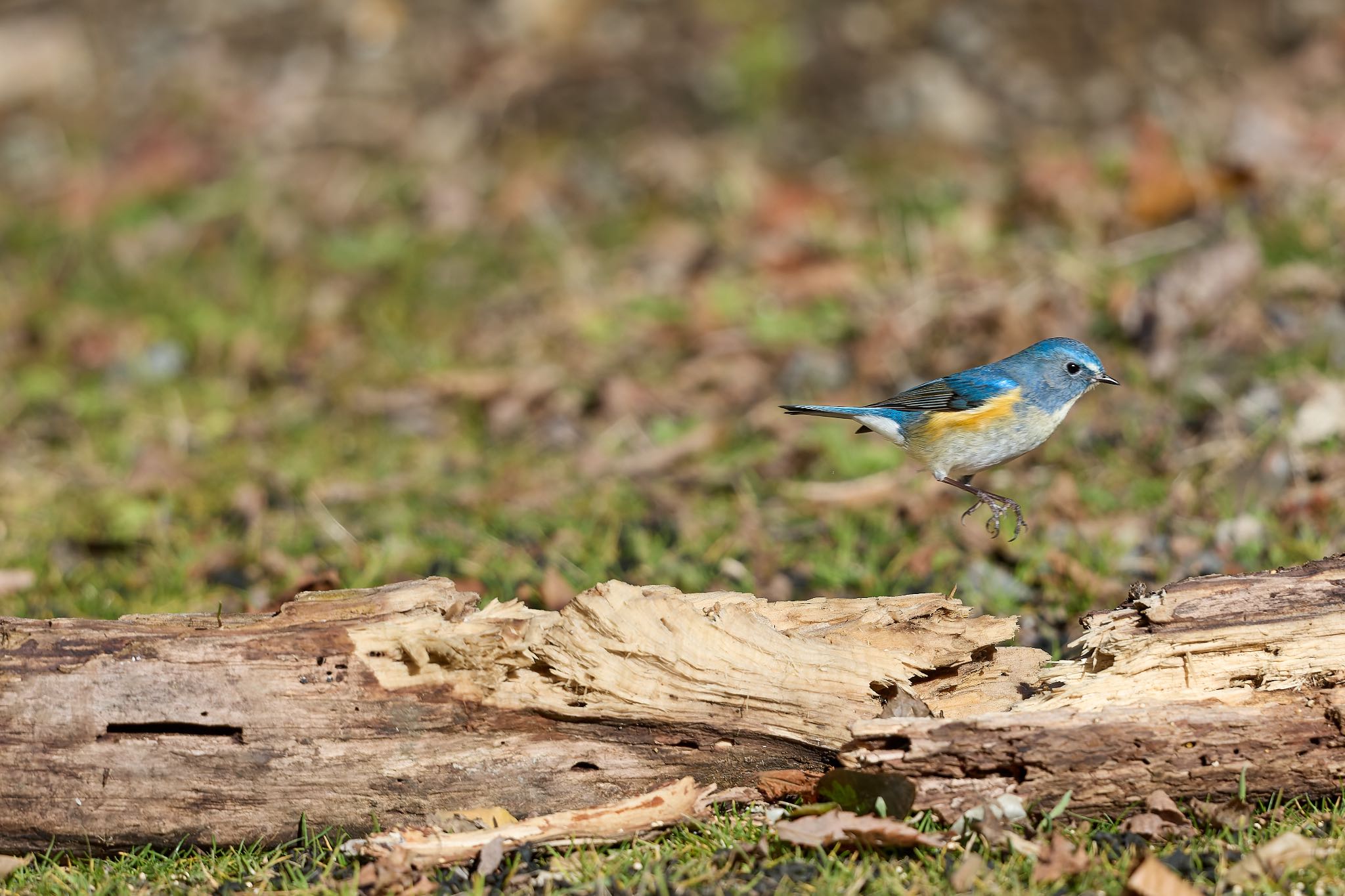 Photo of Red-flanked Bluetail at 大阪府 by 明石のおやじ