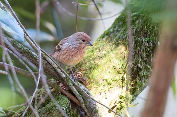 Pallas's Rosefinch 大阪府 Tue, 1/2/2024