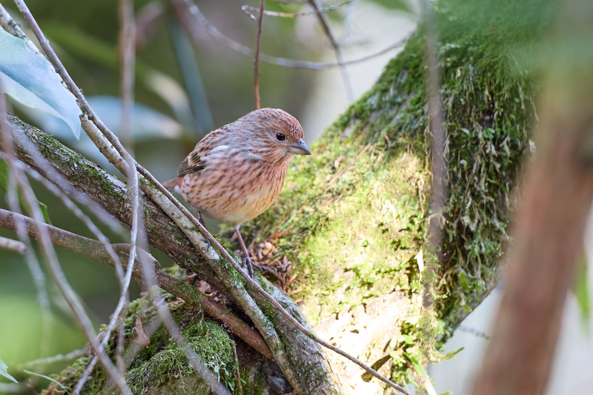 Photo of Pallas's Rosefinch at 大阪府 by 明石のおやじ