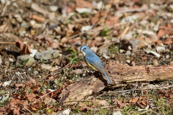 Red-flanked Bluetail 大阪府 Tue, 1/2/2024