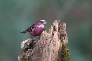 Pallas's Rosefinch Saitama Prefecture Forest Park Tue, 1/2/2024