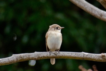 Red-breasted Flycatcher 東京都 Sat, 3/10/2018