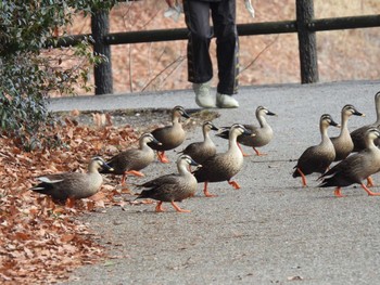 Eastern Spot-billed Duck 勅使池(豊明市) Tue, 1/2/2024