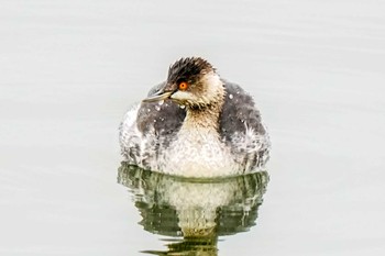 Black-necked Grebe 愛知池(愛知県愛知郡) Wed, 1/3/2024