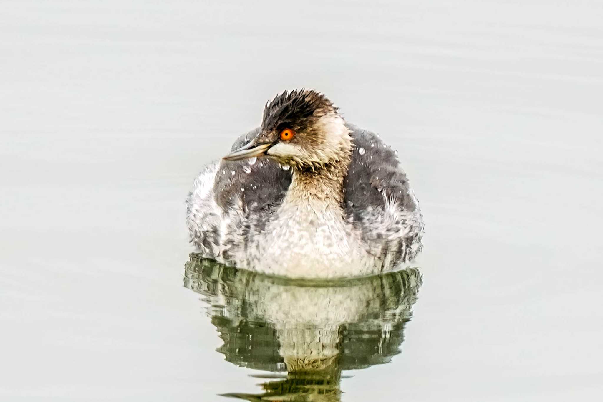 Photo of Black-necked Grebe at 愛知池(愛知県愛知郡) by porco nero