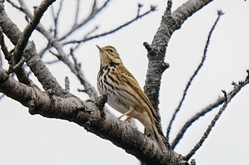 Wed, 1/3/2024 Birding report at 愛知池(愛知県愛知郡)