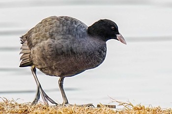 オオバン 愛知池(愛知県愛知郡) 2024年1月3日(水)