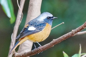 Daurian Redstart 愛知池(愛知県愛知郡) Wed, 1/3/2024