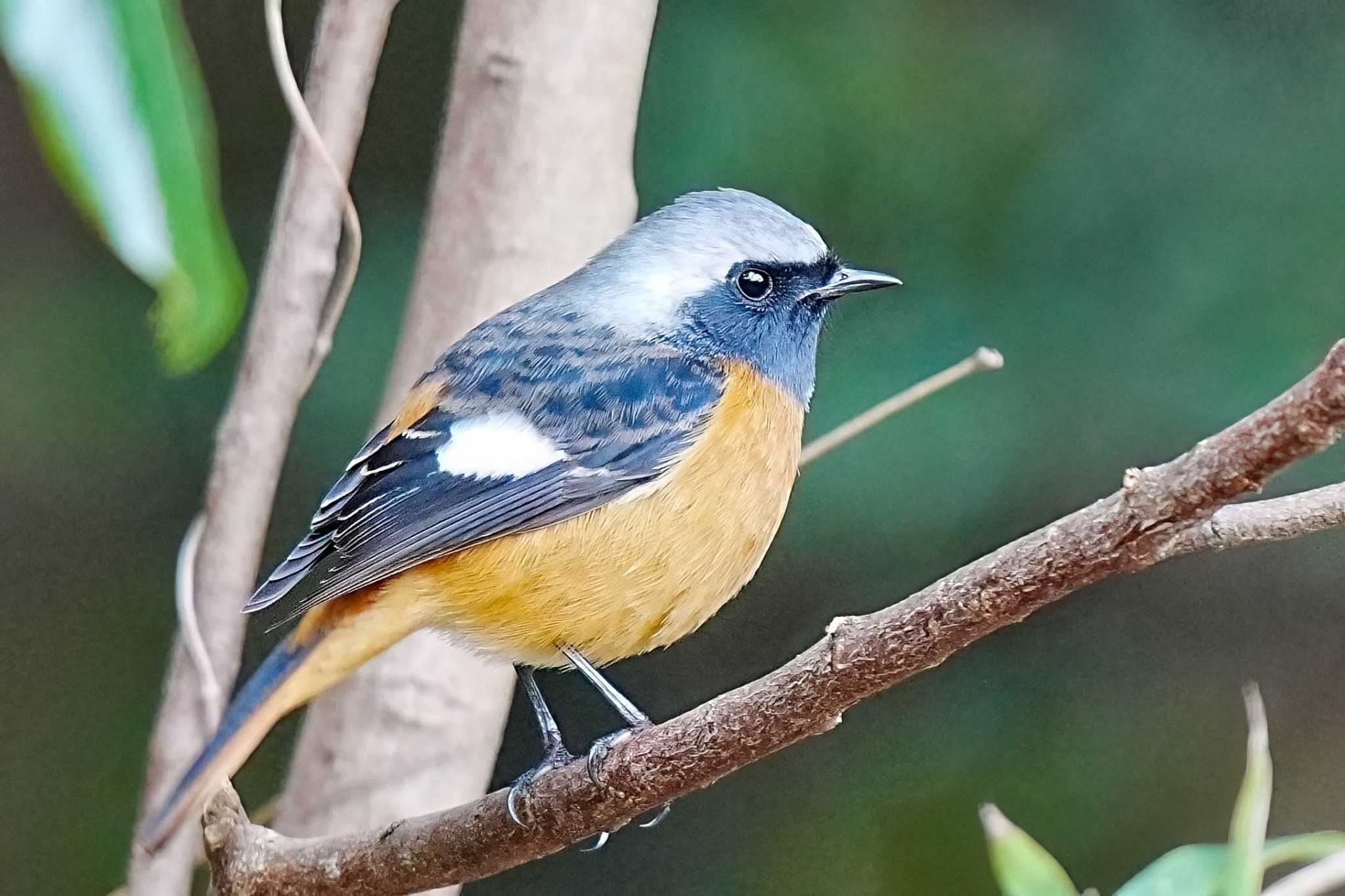 Daurian Redstart