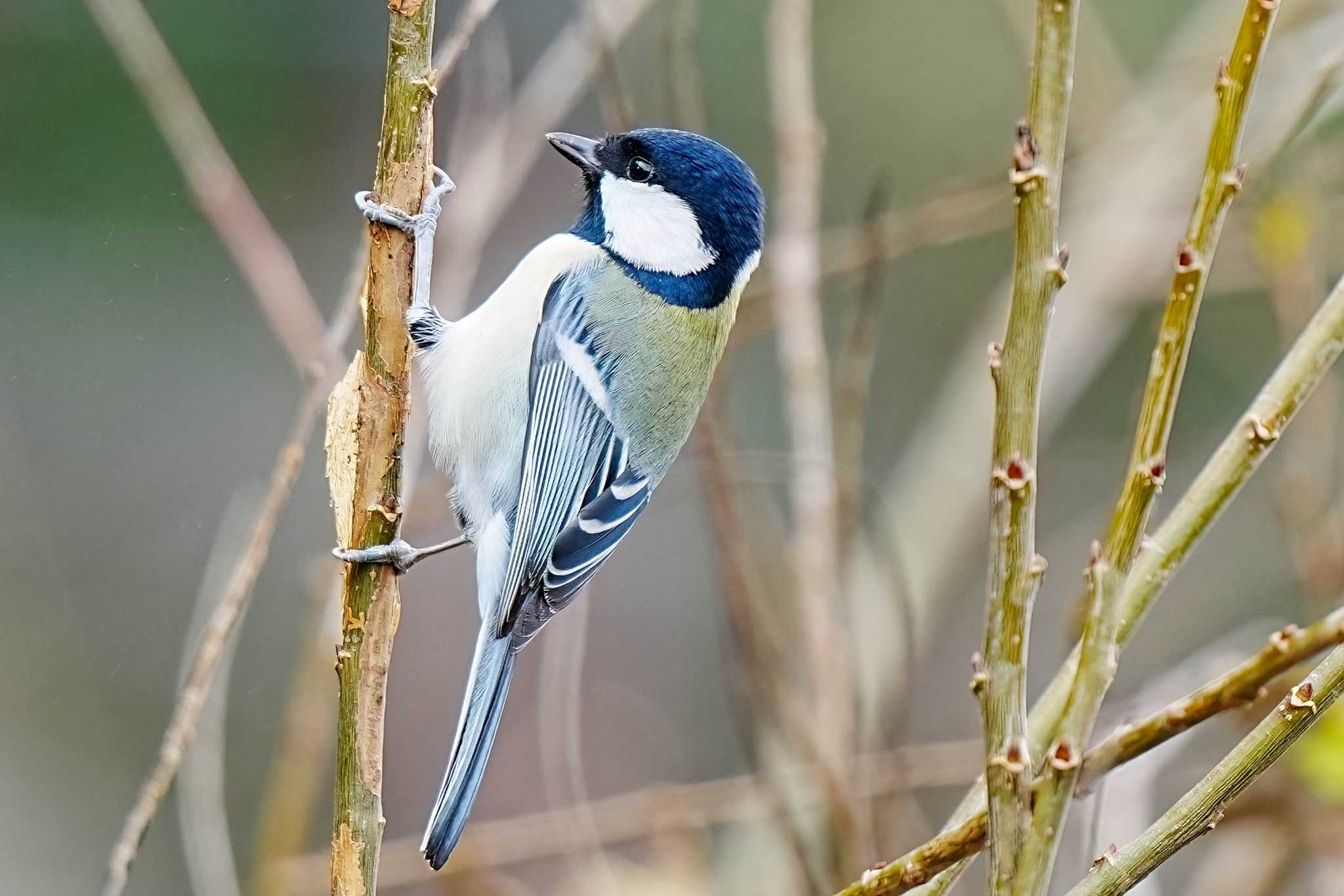 Photo of Japanese Tit at 愛知池(愛知県愛知郡) by porco nero