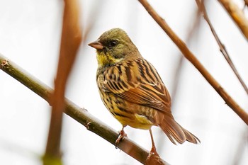 Masked Bunting 愛知池(愛知県愛知郡) Wed, 1/3/2024