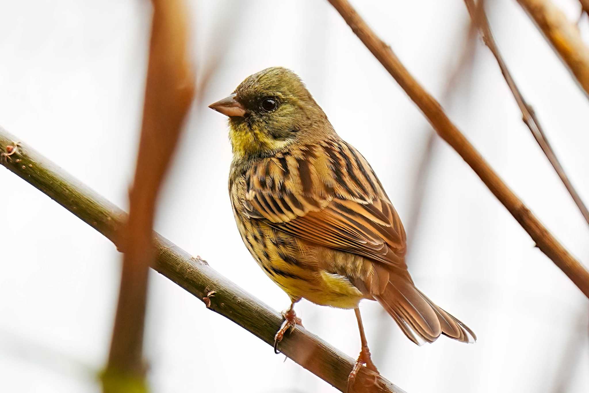 Photo of Masked Bunting at 愛知池(愛知県愛知郡) by porco nero