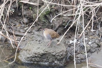 Brown-cheeked Rail 早渕川 Wed, 1/3/2024