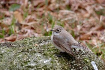 Red-breasted Flycatcher 東京都 Sat, 3/10/2018