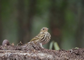 Olive-backed Pipit 姫路市自然観察の森 Wed, 1/3/2024