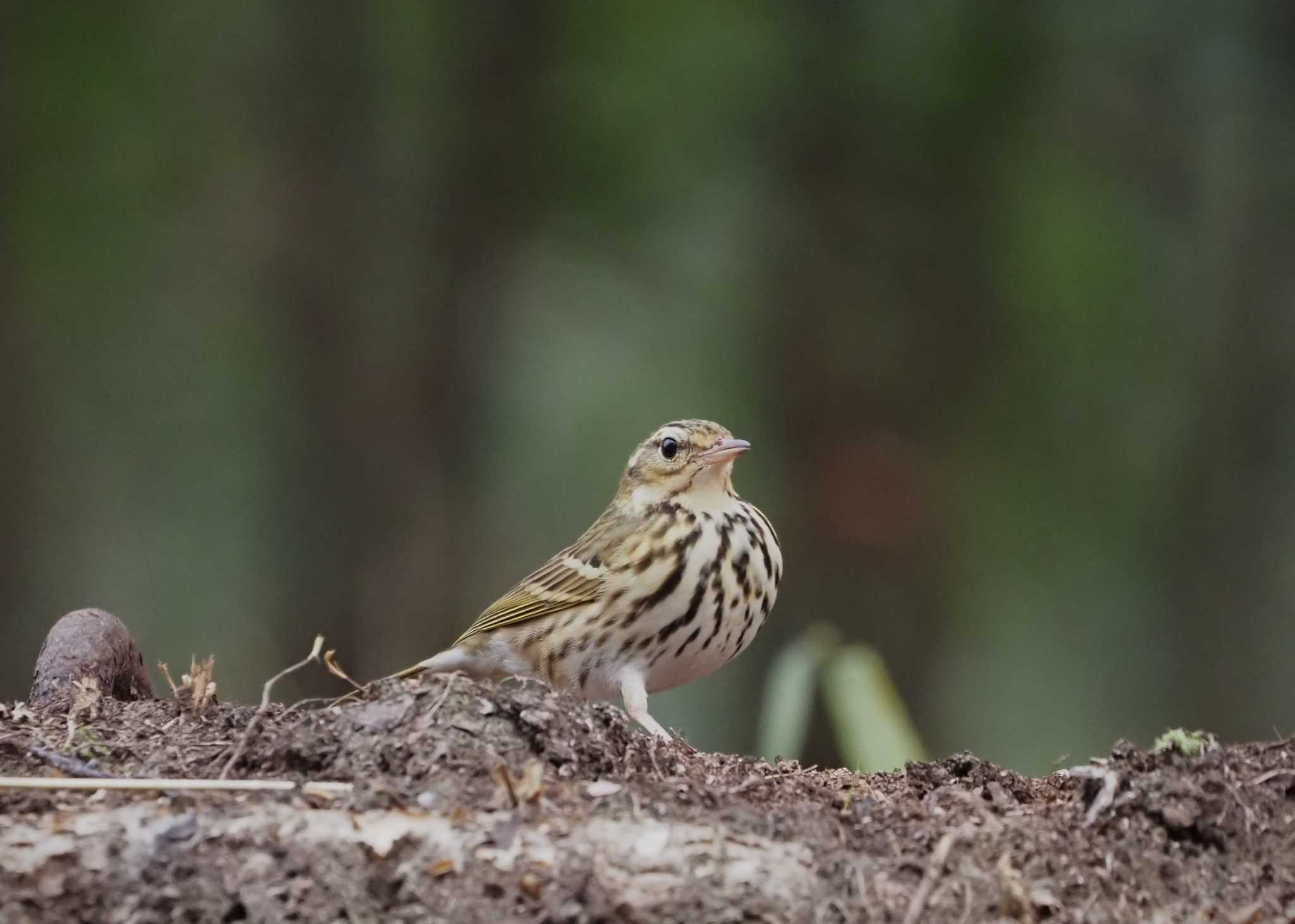 Photo of Olive-backed Pipit at 姫路市自然観察の森 by しんちゃん