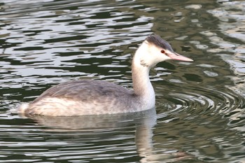 2024年1月3日(水) 相模原沈殿池の野鳥観察記録