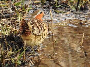 2024年1月3日(水) 舞岡公園の野鳥観察記録