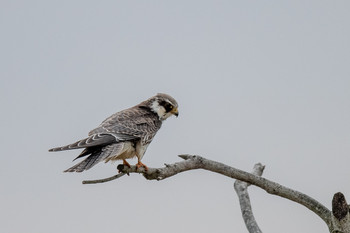 Amur Falcon