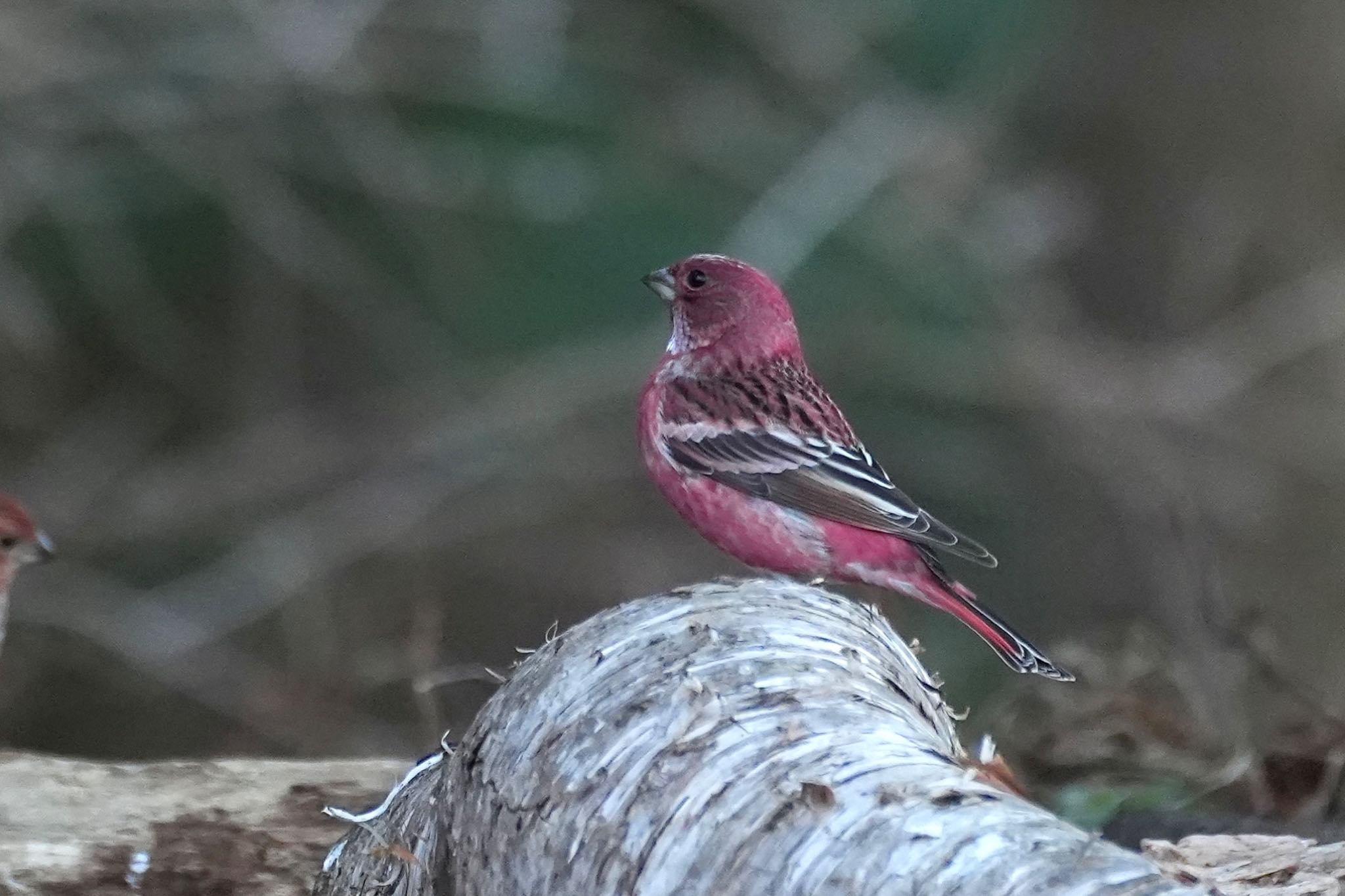 Pallas's Rosefinch