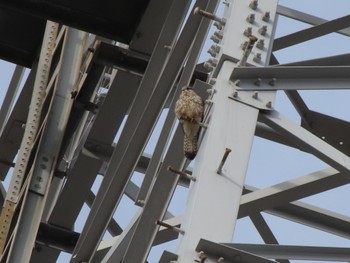 2024年1月3日(水) 群馬 早川の野鳥観察記録