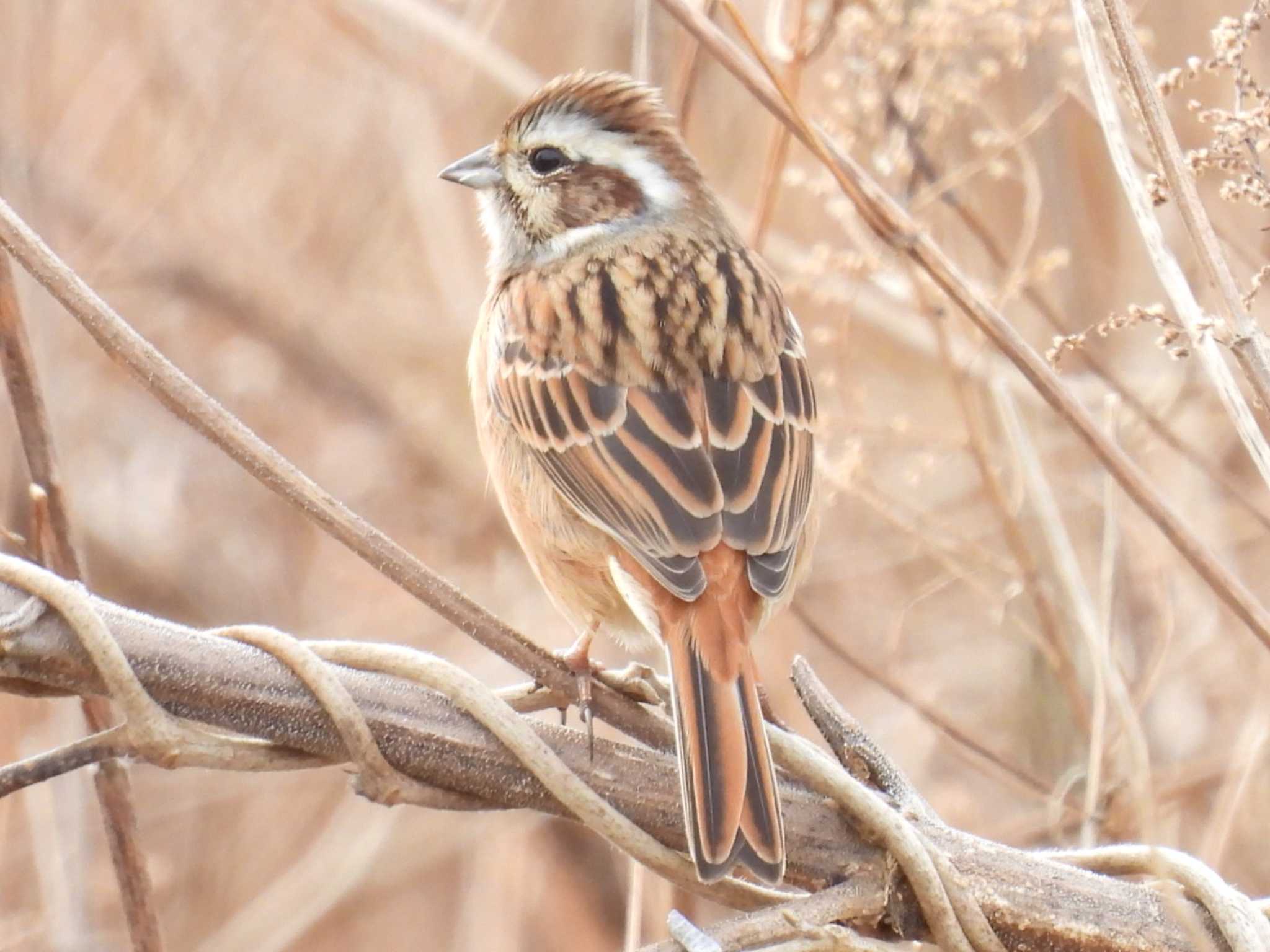 Photo of Meadow Bunting at 葉山 by カズー